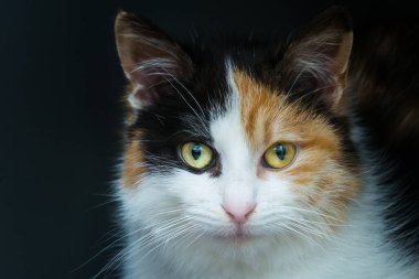 Bir yavru kedi portresi.