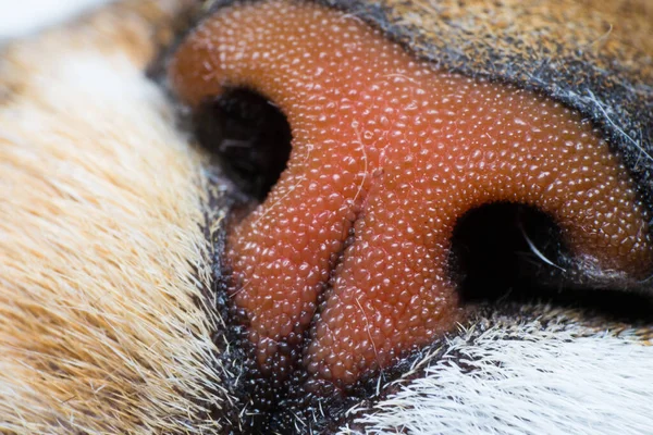 Bir Kedi Burnunun Makro Fotoğrafı — Stok fotoğraf