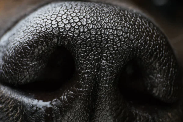 Makro Bir Köpek Burnu Fotoğrafı Stok Resim