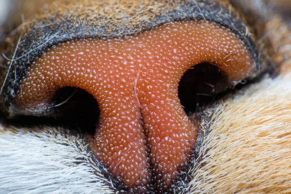 Bir Kedi Burnunun Makro Fotoğrafı Stok Fotoğraf