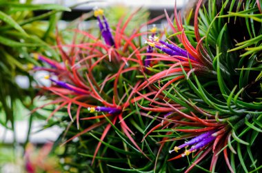 Tillandsia hava bitkisinin ilk polenine odaklanın. Bahçedeki renkli çiçekleriyle birlikte..
