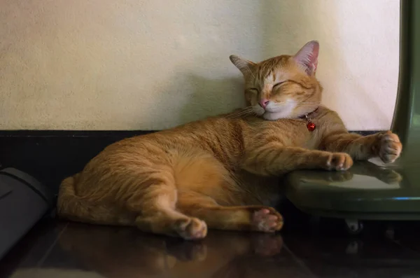 Doméstico Adorável Engraçado Macho Gato Dormindo Magra Parede Casa — Fotografia de Stock