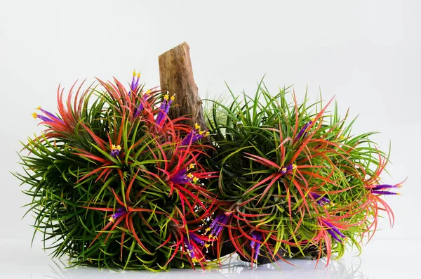 stock image Blooming air plant Tillandsia with its colorful flowers plant in wooden log on white background.