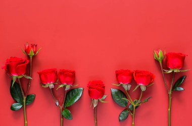 Red roses put on red background for Valentines day concept.