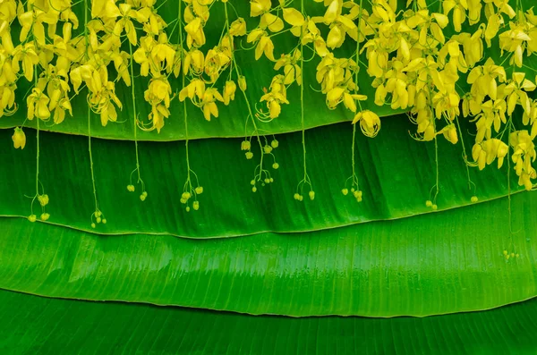 Ratchapruek Eller Gyllene Duschblomma Som Symbol För Thailand Songkran Festival — Stockfoto