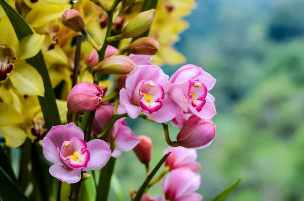 Shluk Růžové Barvy Cymbidium Orchideje Kvetoucí Jeho Stromě — Stock fotografie