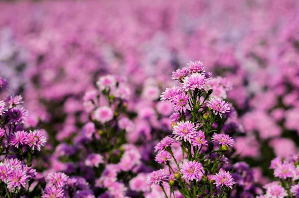 Selective focus of pink New York cutter aster flowers blooming in farm with its blurred flowers background.