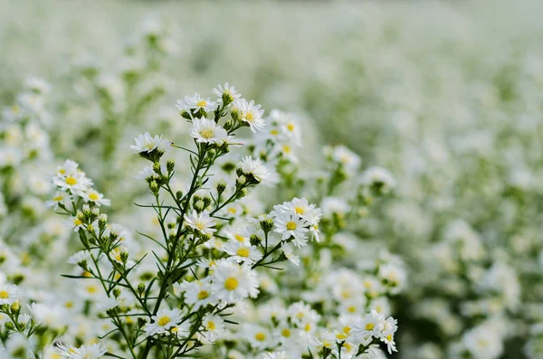 Enfoque Selectivo Flores Aster Cortador Blanco Que Florecen Granja Con —  Fotos de Stock