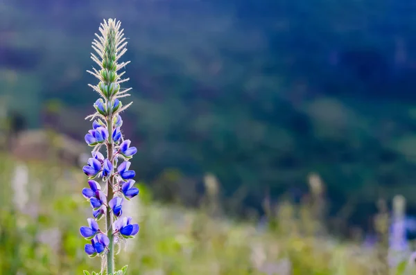 Mor Lupine Çiçeği Bulanık Dağ Geçmişiyle Çiftlikte Tek Başına Duruyor — Stok fotoğraf