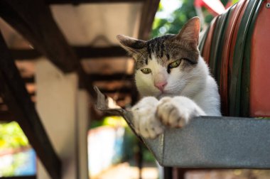 Evcil, tapılası beyaz kedi gündüz vakti evin çatısında oturup dinleniyor..