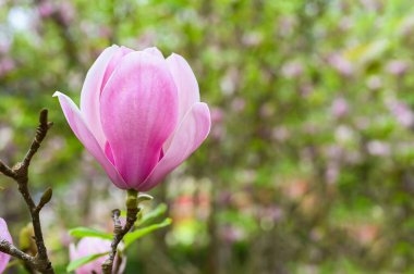 Ağacında pembe zambak çiçeği yaprakları ve bulanık arka planıyla.