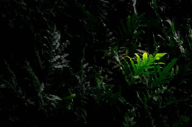 Yeşil ve sarı Microsorum çeşitliliği ya da kanguru pençesi eğrelti otları güneş ışığından parlayan yeşil bitki koyu yeşil arka planda.