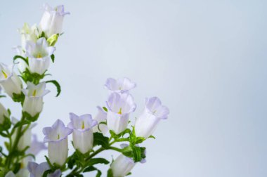 Hafif pastel arka planda açan soluk mor taç yapraklarıyla çan çiçekleri (campanula).