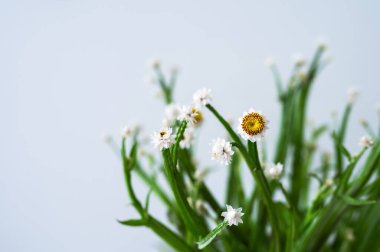 Açık arkaplan üzerinde sarı merkezleri ve yeşil sapları olan beyaz çilek çiçeklerini kapat (Helichrysum).