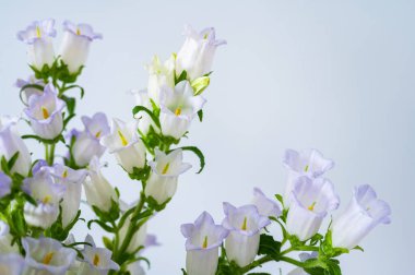 Açık mor ve beyaz çan çiçekleri (campanula) yumuşak mavi arka planda çiçek açarlar.