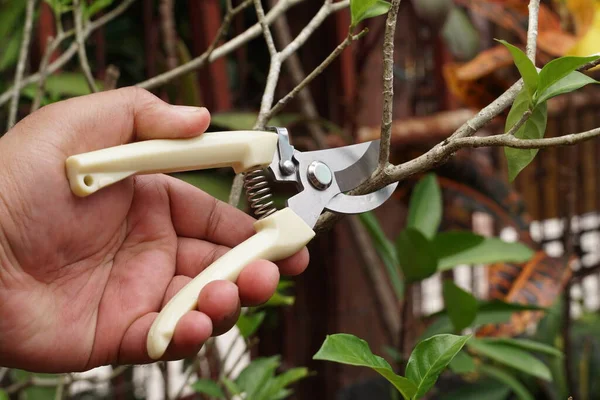 手は枝を切断するために剪定せん断を使用して植え替え — ストック写真