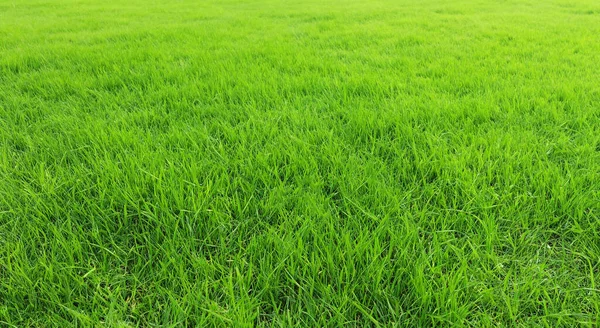 stock image beautiful green grass meadow in the free field