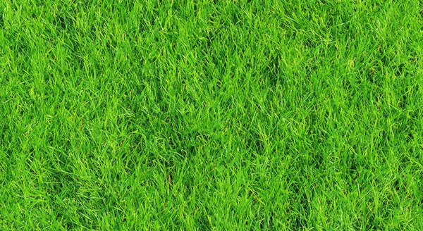 Beautiful Perfect Green Grass Meadow — Stock Photo, Image