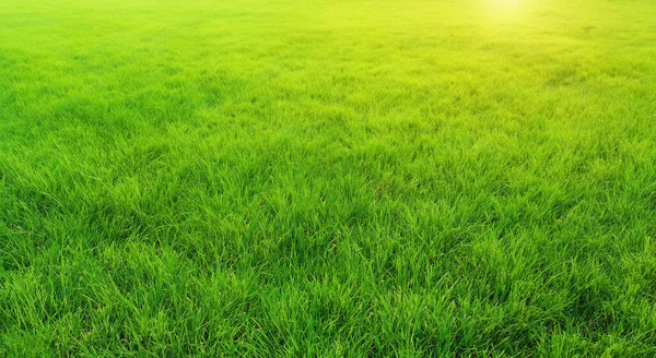 Mooie Groene Weide Met Een Zon Achtergrond Met Wind — Stockfoto
