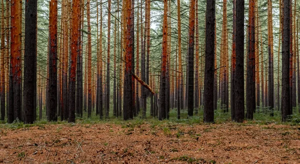 Θαμπό Μυστηριώδες Δάσος Από Ψηλά Δέντρα Και Πεύκα — Φωτογραφία Αρχείου
