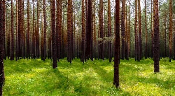 Στη Μέση Ενός Όμορφου Δάσους Ψηλά Πεύκα Πράσινο Γρασίδι — Φωτογραφία Αρχείου