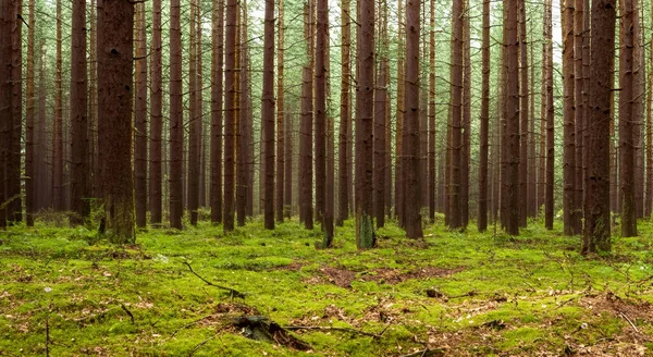 Красивий Ліс Високими Сосновими Деревами Таємничий Луг Задньому Плані — стокове фото