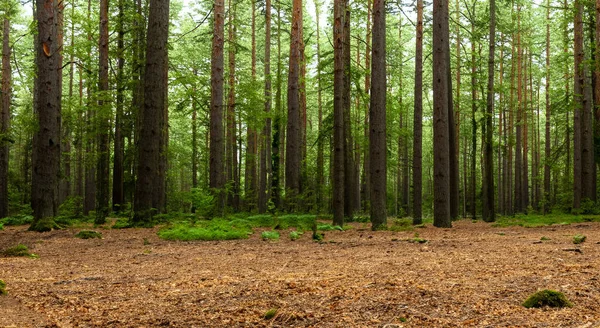 背の高い松の木と背景の草原が美しい森 — ストック写真