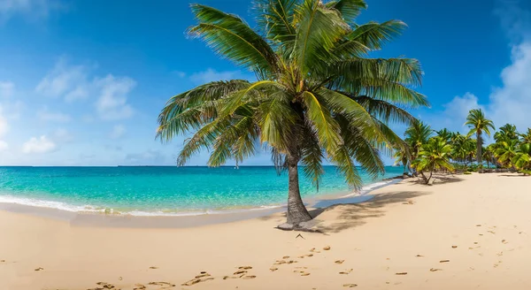 Красивый Фантастический Пляж Солнечный Летний День Окружении Красивых Пальм Деревьев — стоковое фото