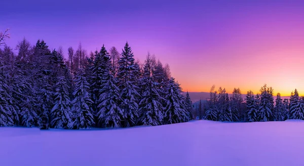 Prachtig Landschap Omgeven Door Sneeuw Pijnbomen Met Sneeuw — Stockfoto