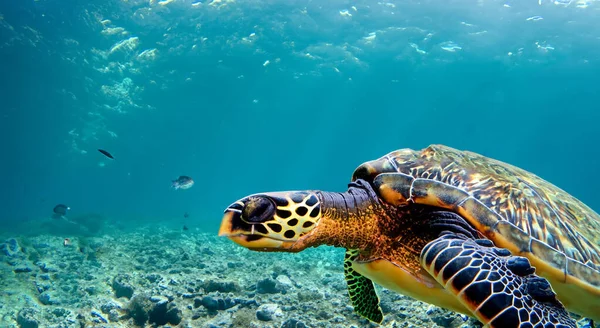 beautiful sea turtle swimming in the middle of the sea in crystal clear blue water