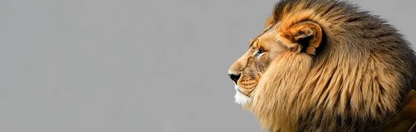 Schöner Und Majestätischer Löwe Mit Allen Details Auf Grauem Hintergrund — Stockfoto