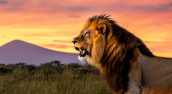 stock image majestic and beautiful adult lion roaring and lying in the grassland of africa