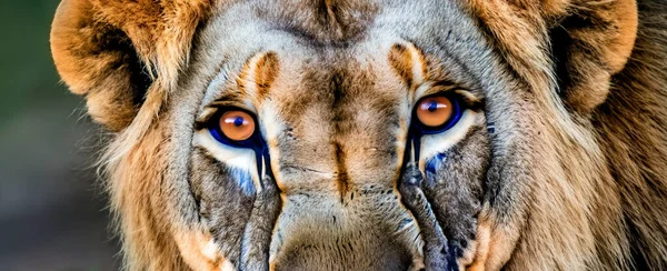Olhar Majestoso Surpreendente Leão Adulto Olhando Para Câmera — Fotografia de Stock