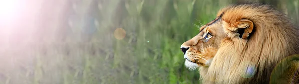 Majestueuze Prachtige Volwassen Leeuw Midden Natuur Banner Stijl — Stockfoto