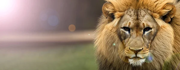 Mooie Majestueuze Leeuw Koning Van Jungle Natuur Lange Banner Stijl — Stockfoto