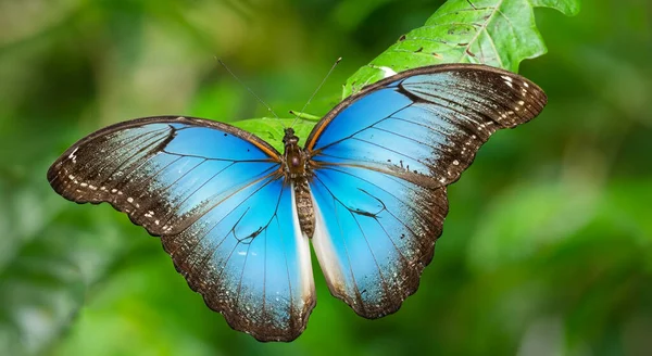 Красивий Фіолетовий Метелик Позує Зеленій Рослині — стокове фото