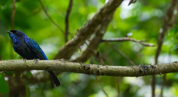 Gyönyörű Kék Madár Egyedülálló Amazon Zöld Természet — Stock Fotó