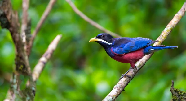 Gyönyörű Kék Madár Egyedülálló Amazon Természetben — Stock Fotó