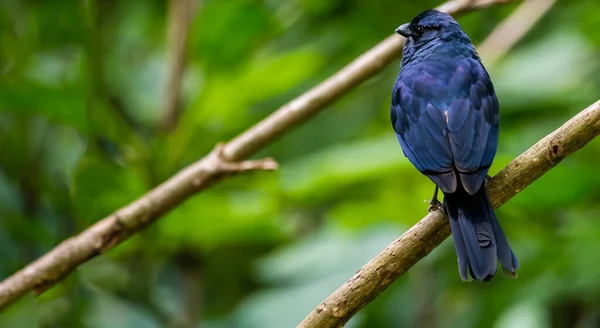 Magnifique Unique Oiseau Bleu Unique Monde Dans Amazone — Photo