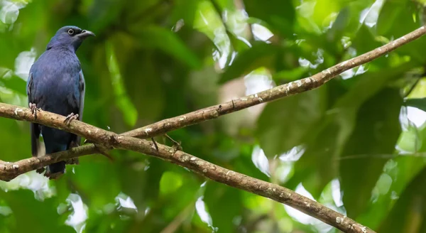 Bel Oiseau Sous Une Feuille Milieu Nature Amazonienne Verte — Photo