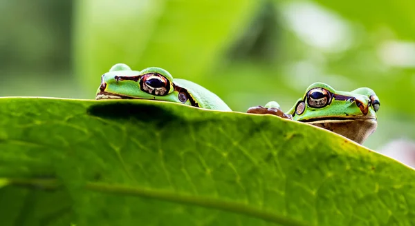 Красивые Лягушки Большом Листе Посреди Дикой Природы Амазонки — стоковое фото