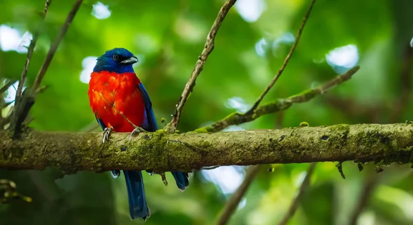 Krásný Pták Pod Listem Uprostřed Amazonské Přírody — Stock fotografie