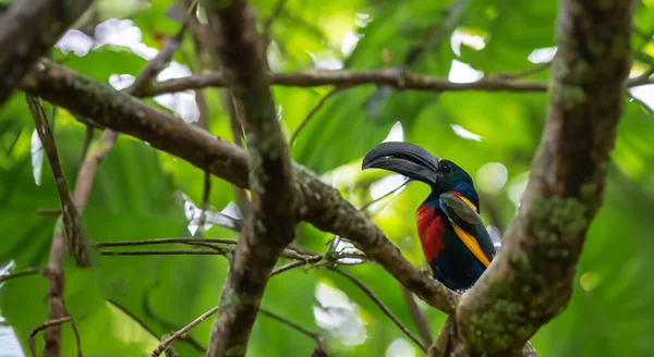 Amazon Ortasında Siyah Gagalı Güzel Bir Tukan — Stok fotoğraf