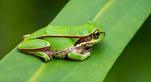 昼はアマゾンの真ん中の葉の上に美しいアニメのカエルが — ストック写真