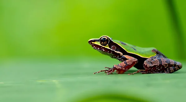 Krásná Animovaná Žába Vrcholu Listu Uprostřed Amazonky Dne Světle Zeleným — Stock fotografie