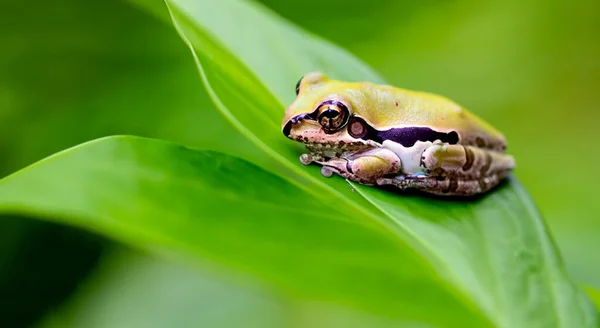 Beautiful Animated Frog Top Leaf Middle Amazon Day Green Blur — Stock Photo, Image