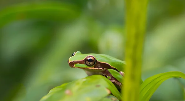 Beautiful Animated Frog Top Leaf Middle Amazon Day Defocused Background — Stock Photo, Image