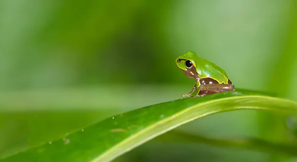 アマゾンの真ん中の葉の上にある美しいカエルです — ストック写真