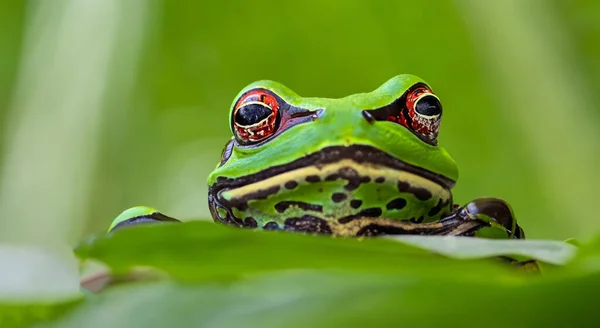 Beautiful Frog Top Leaf Middle Amazon Day — Stock Photo, Image