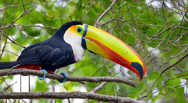 Gyönyörű Tukán Nagy Csőrrel Természet Közepén Amazonasban — Stock Fotó